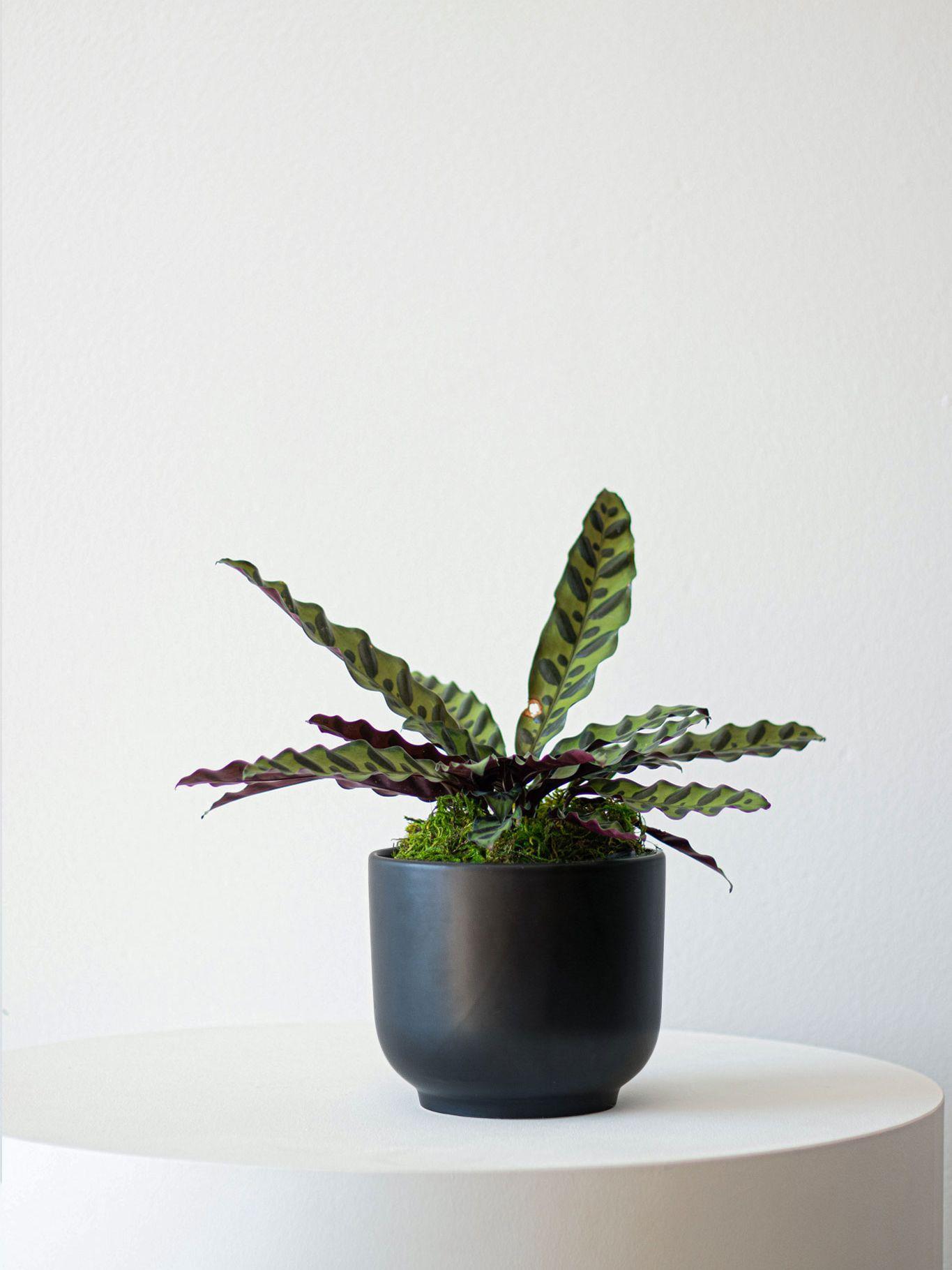 Calathea Rattlesnake - Black Nouvelle Ceramic 