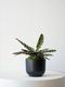Calathea Rattlesnake