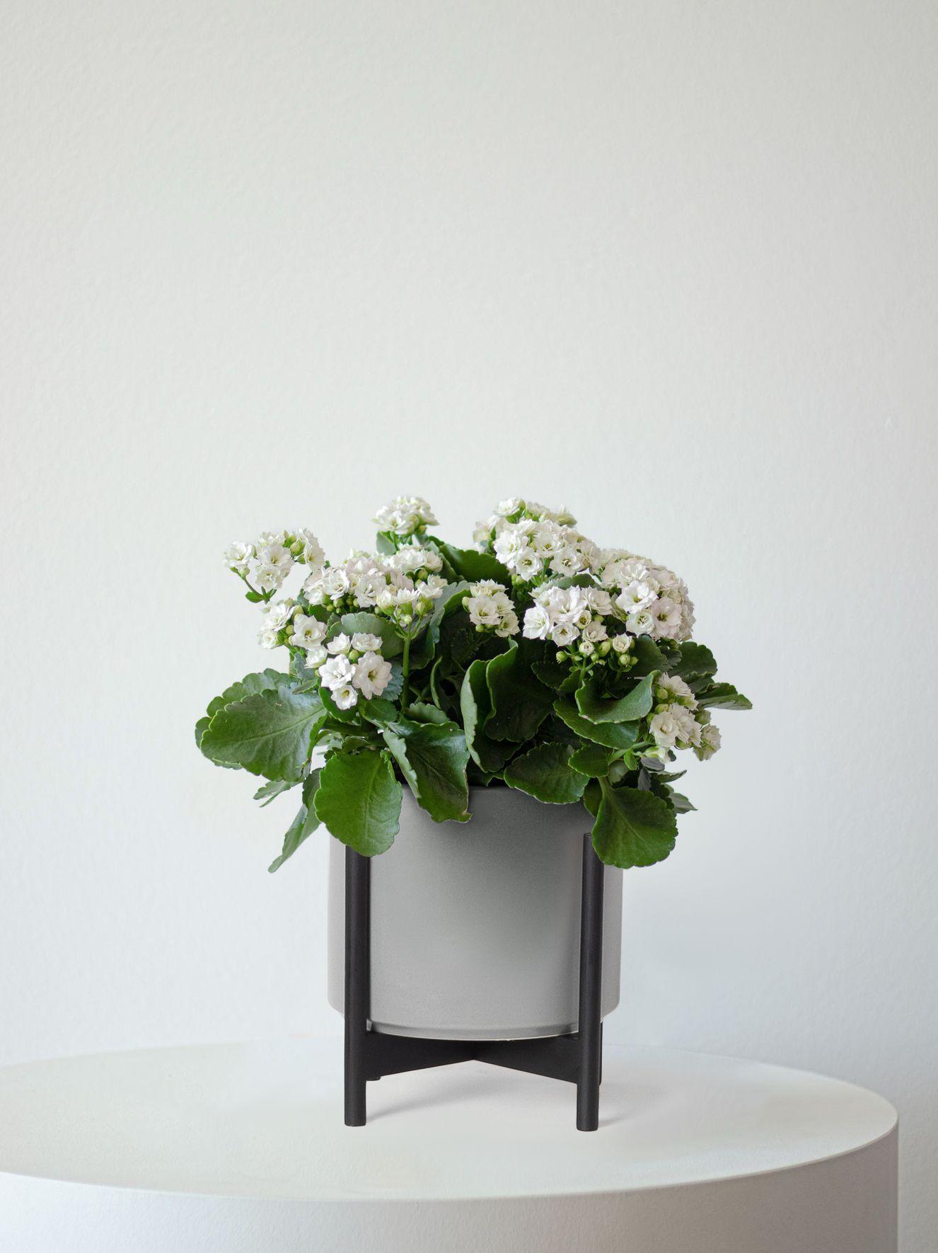 Snowdrop Calandiva
