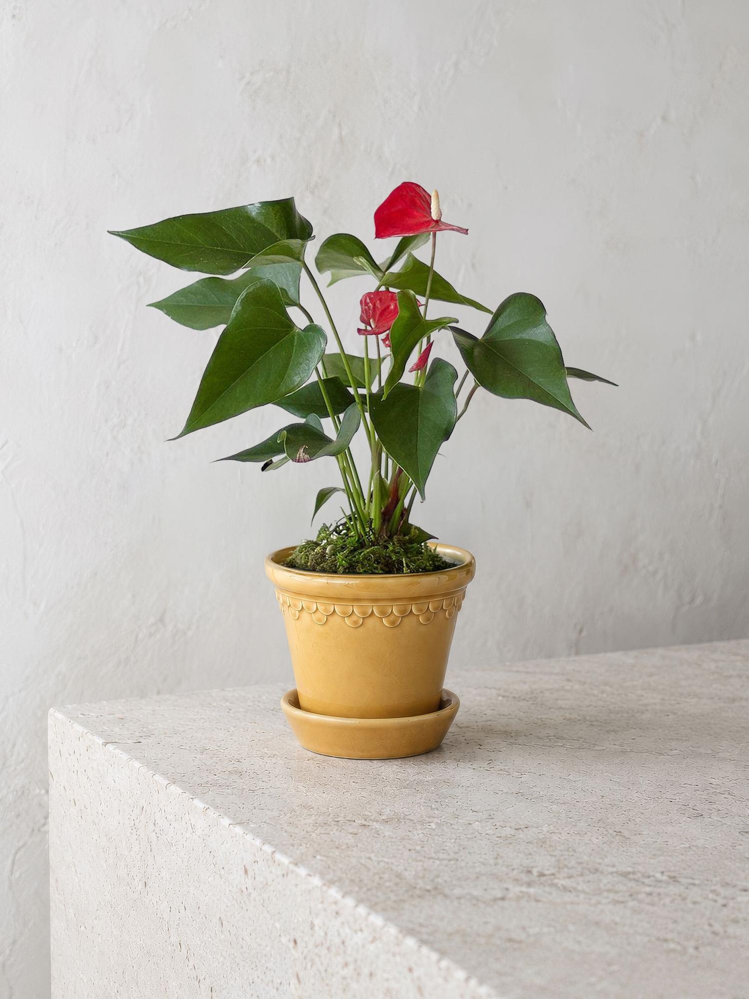Anthurium - King of Hearts