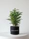 Norfolk Island Pine