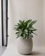 Silver Evergreen
