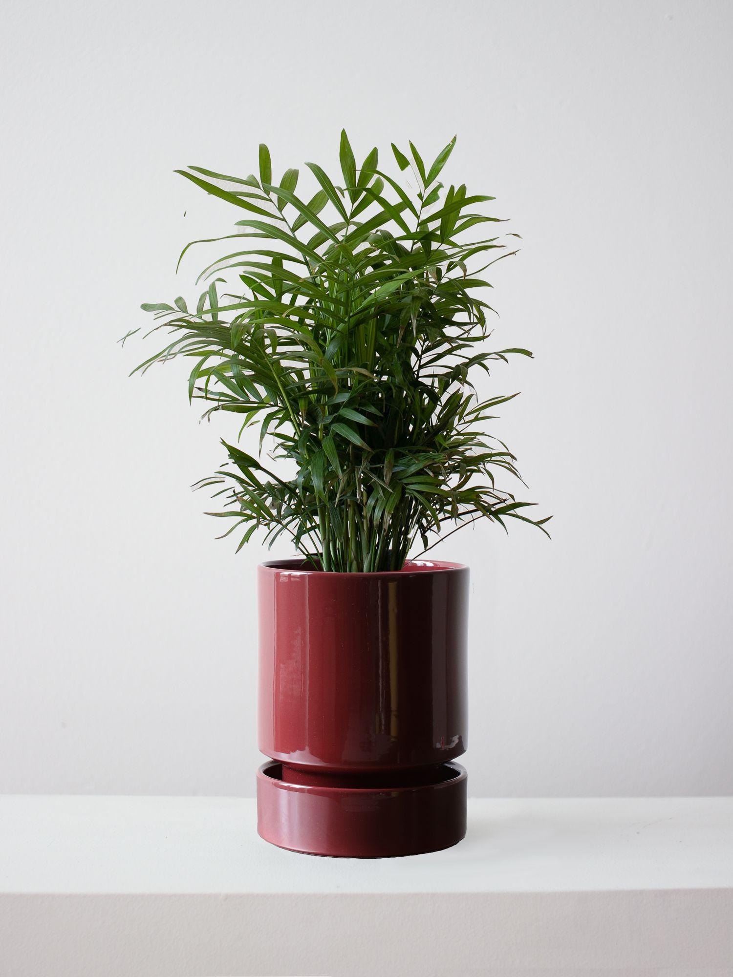 Parlor Palm