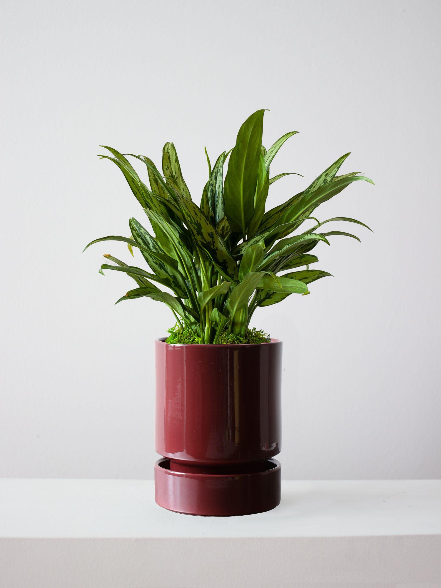 Tiger Evergreen - Burgundy With Saucer 