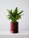 Tiger Evergreen