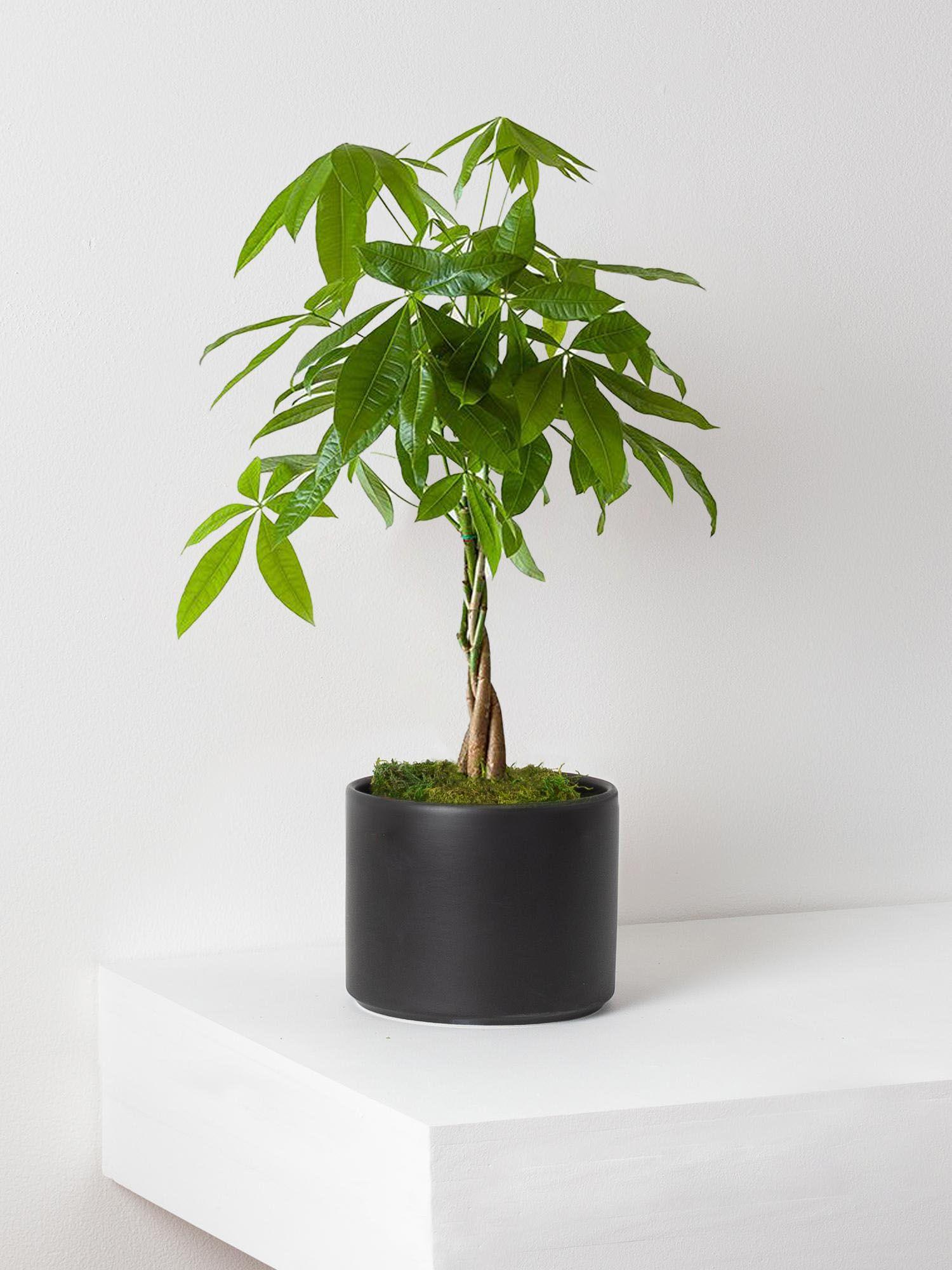 Pachira Aquatica