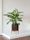 Dieffenbachia