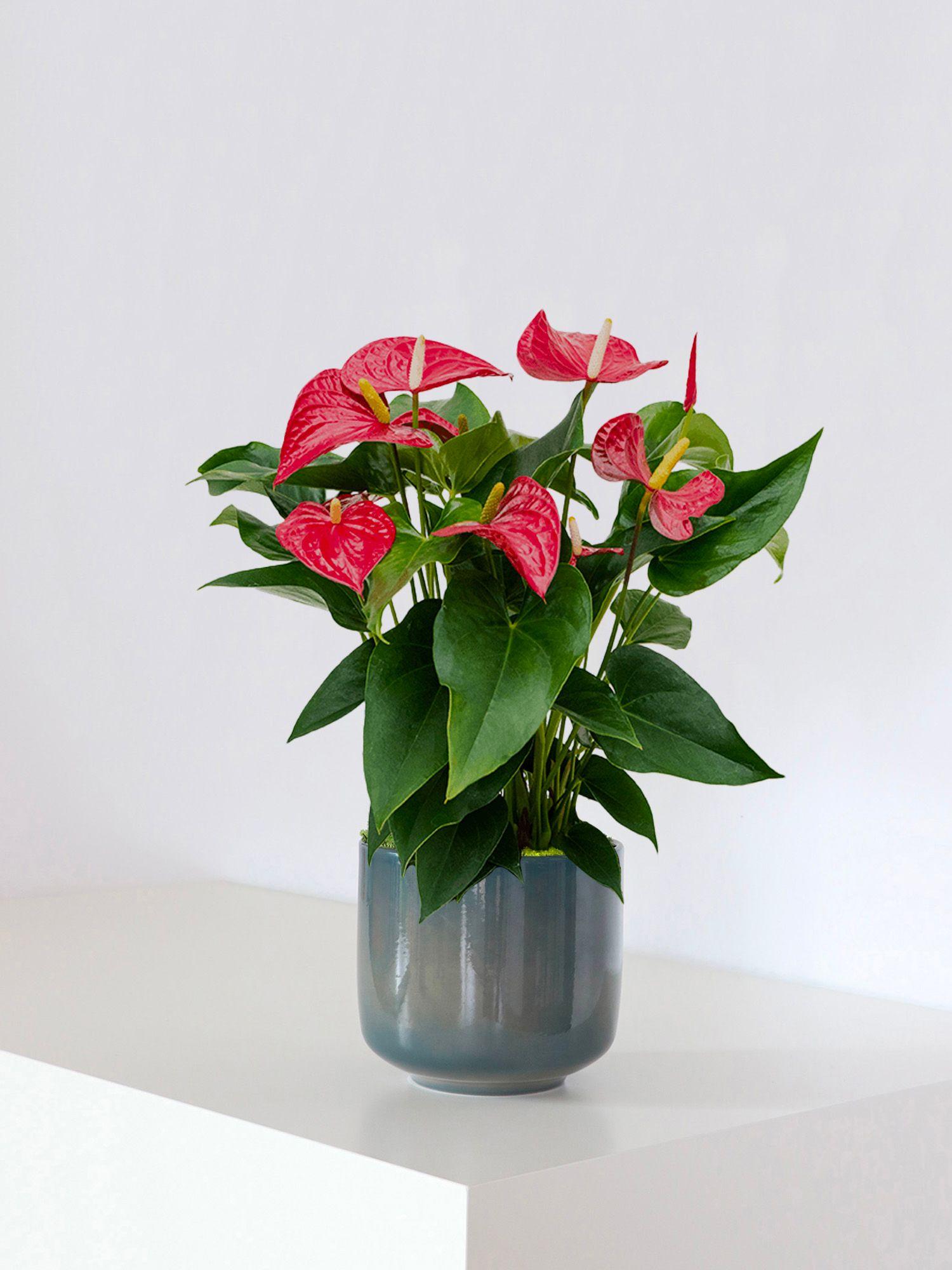 Anthurium - Roi de Coeur