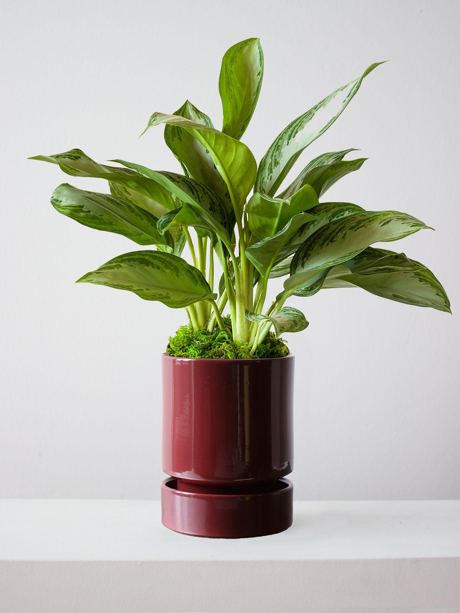 Silver Evergreen