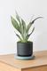 Moonshine Snake Plant