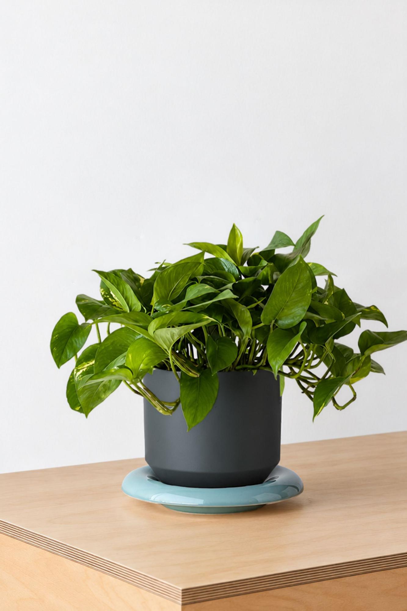 Cascading Pothos