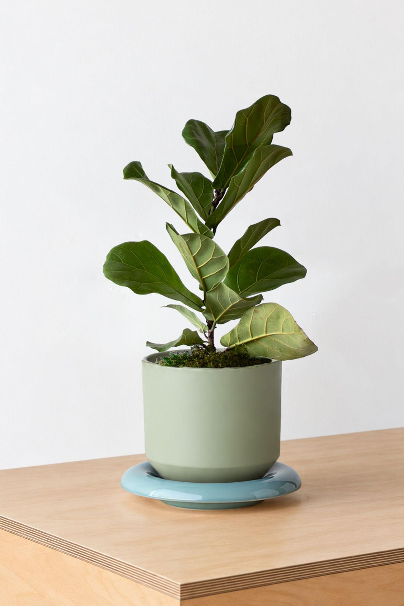 Fiddle Leaf Fig Plant