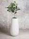 Ficus Audrey Tree