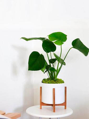 indoor plants picture