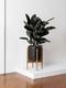 Rubber Tree