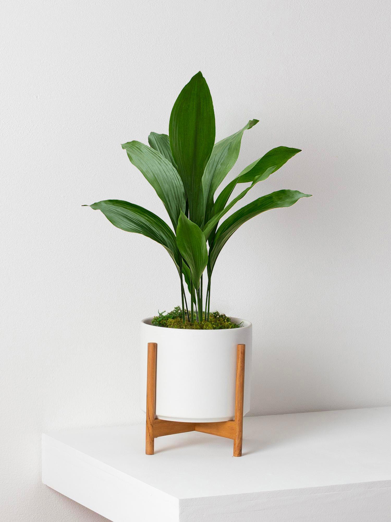 Aspidistra Elatior