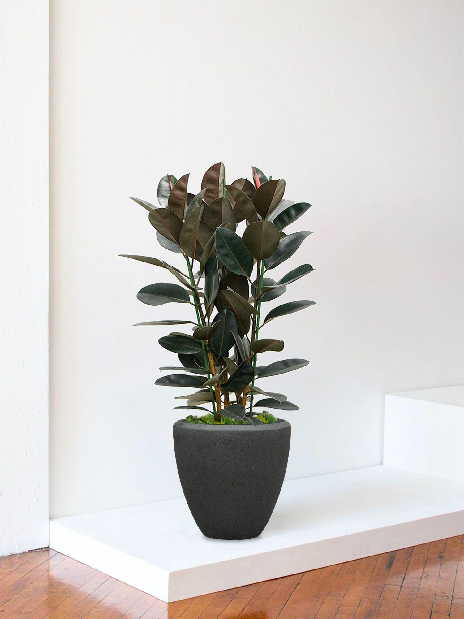Ficus Elastica Abidjan