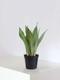 Sansevieria Moonshine