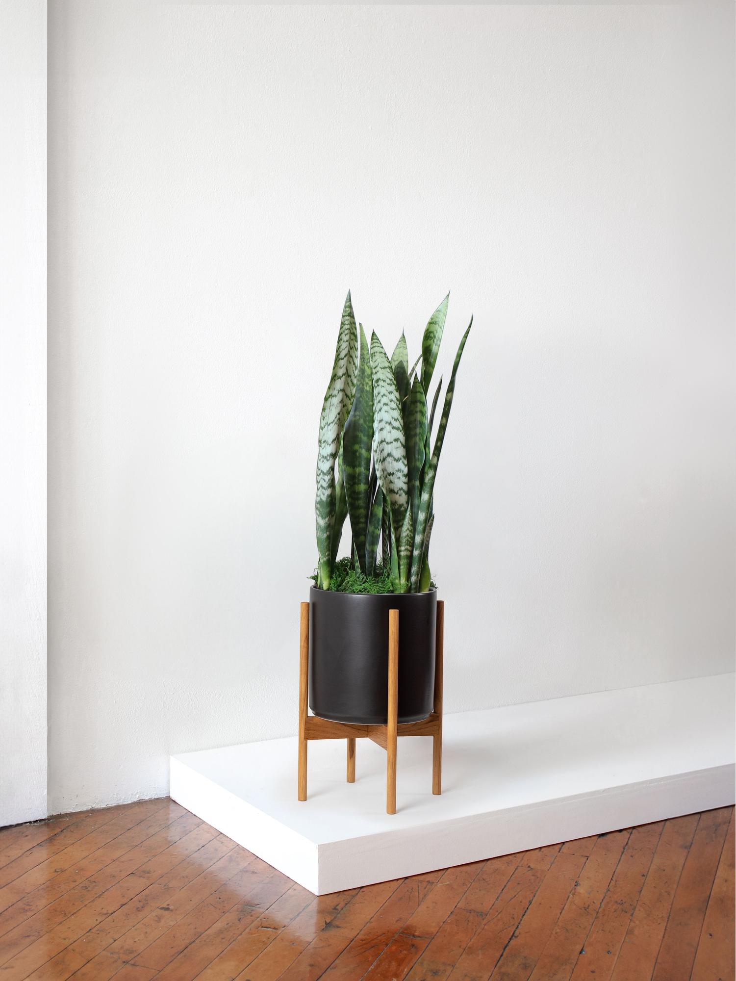 Black Coral Snake Plant - Black Mid-Century Ceramic & Light Wood Stand 