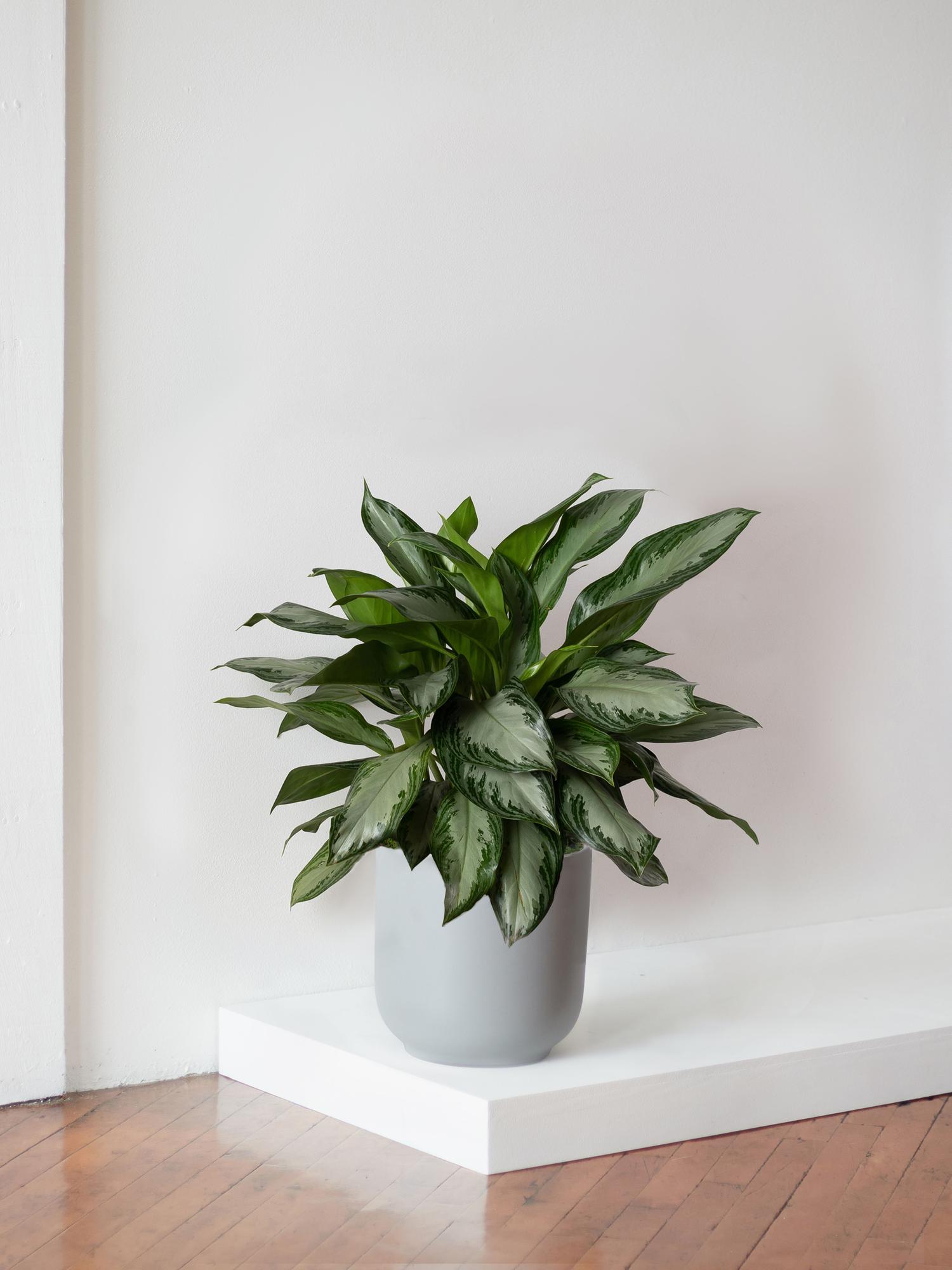 Silver Evergreen