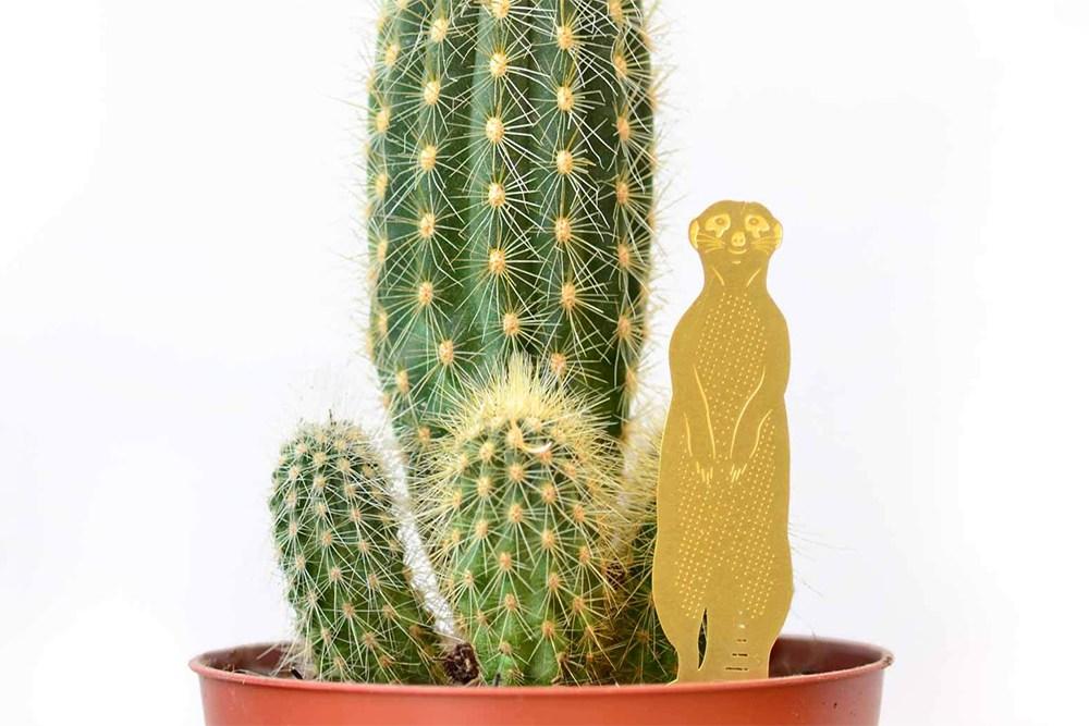 Plant Animal Suricate