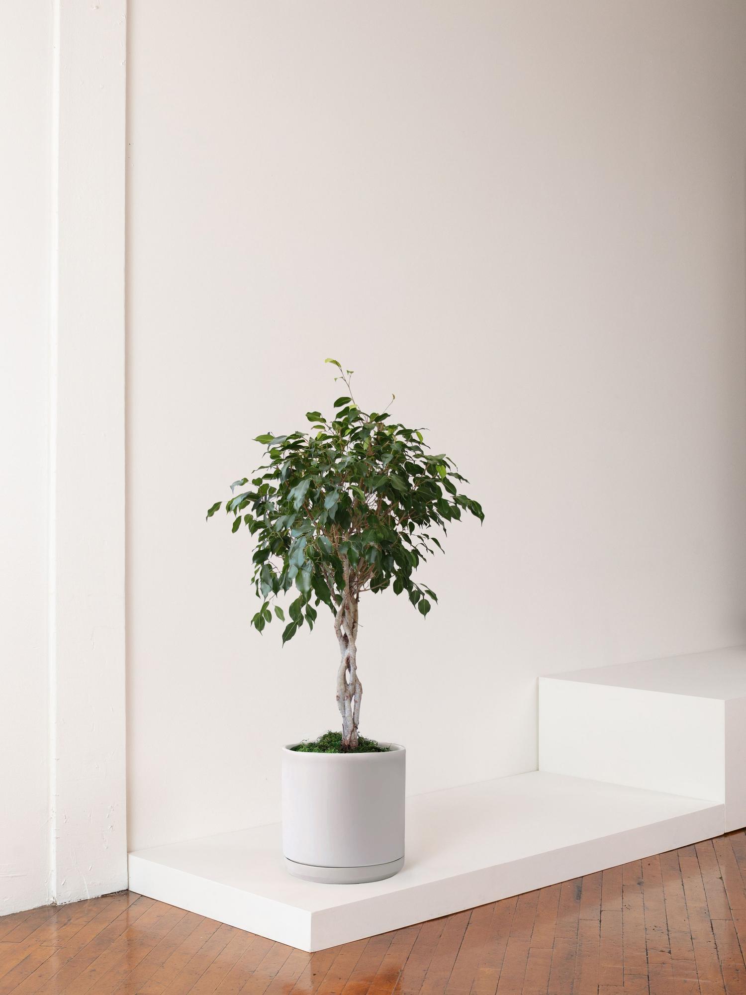 Ficus Benjamina