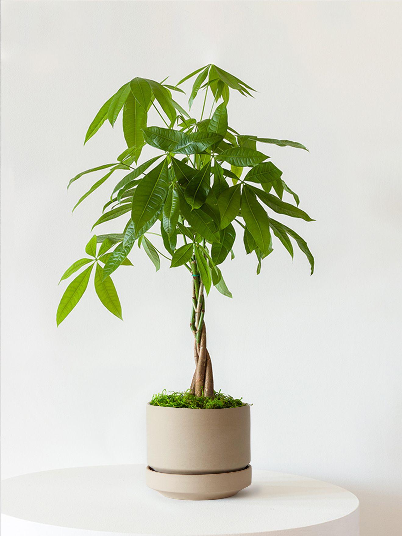 Braided Money Tree - Sand Scandinavian Ceramic 