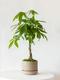 Braided Money Tree