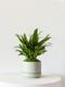 Tiger Evergreen