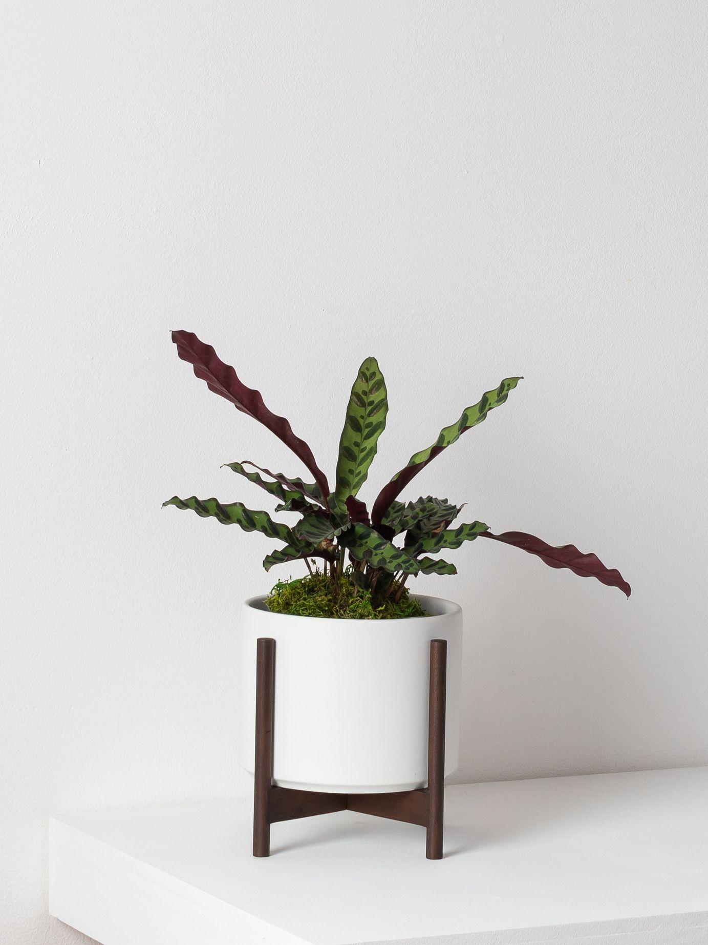 Calathea Rattlesnake