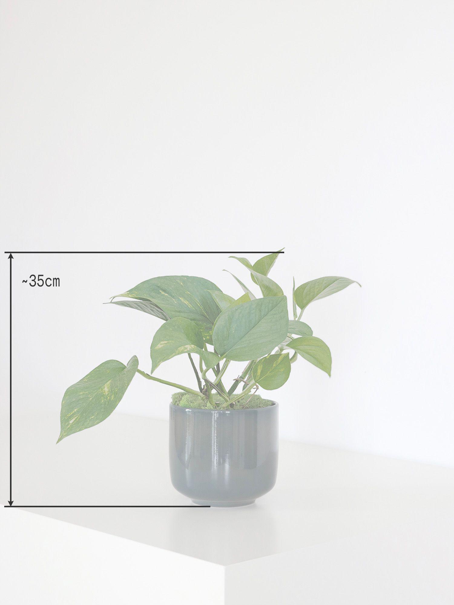 Duo Pothos Cascade X Sansevieria Laurentii