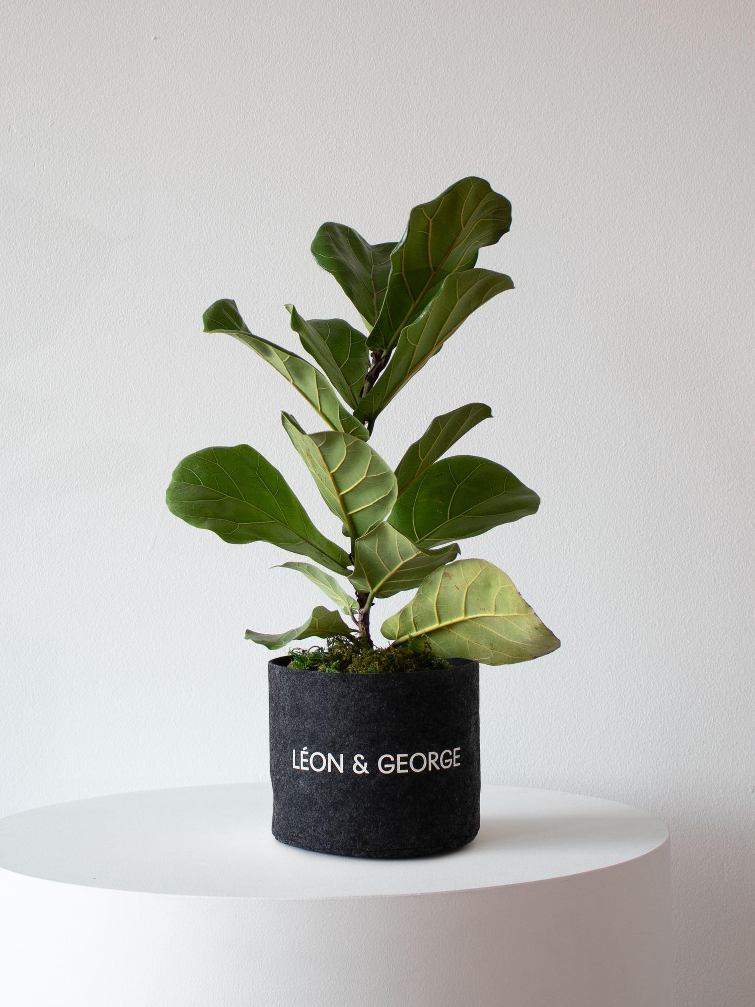 Fiddle Leaf Fig