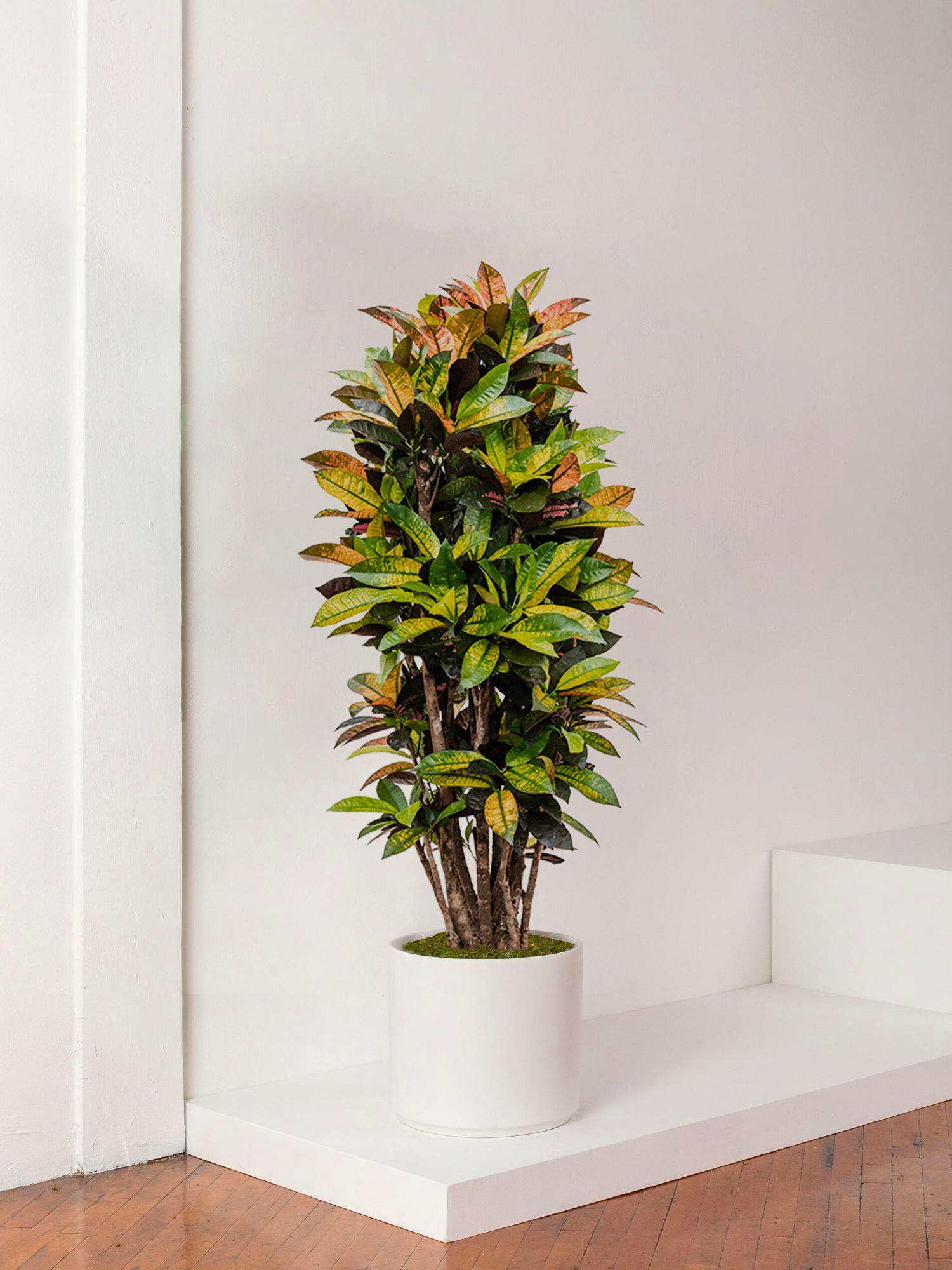Croton Miss Iceton