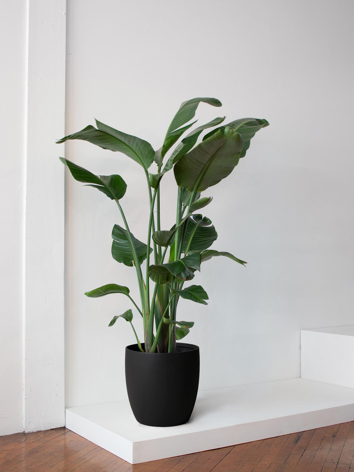Bird of Paradise - Black Mediterra Pot 
