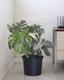 Monstera Thai Constellation