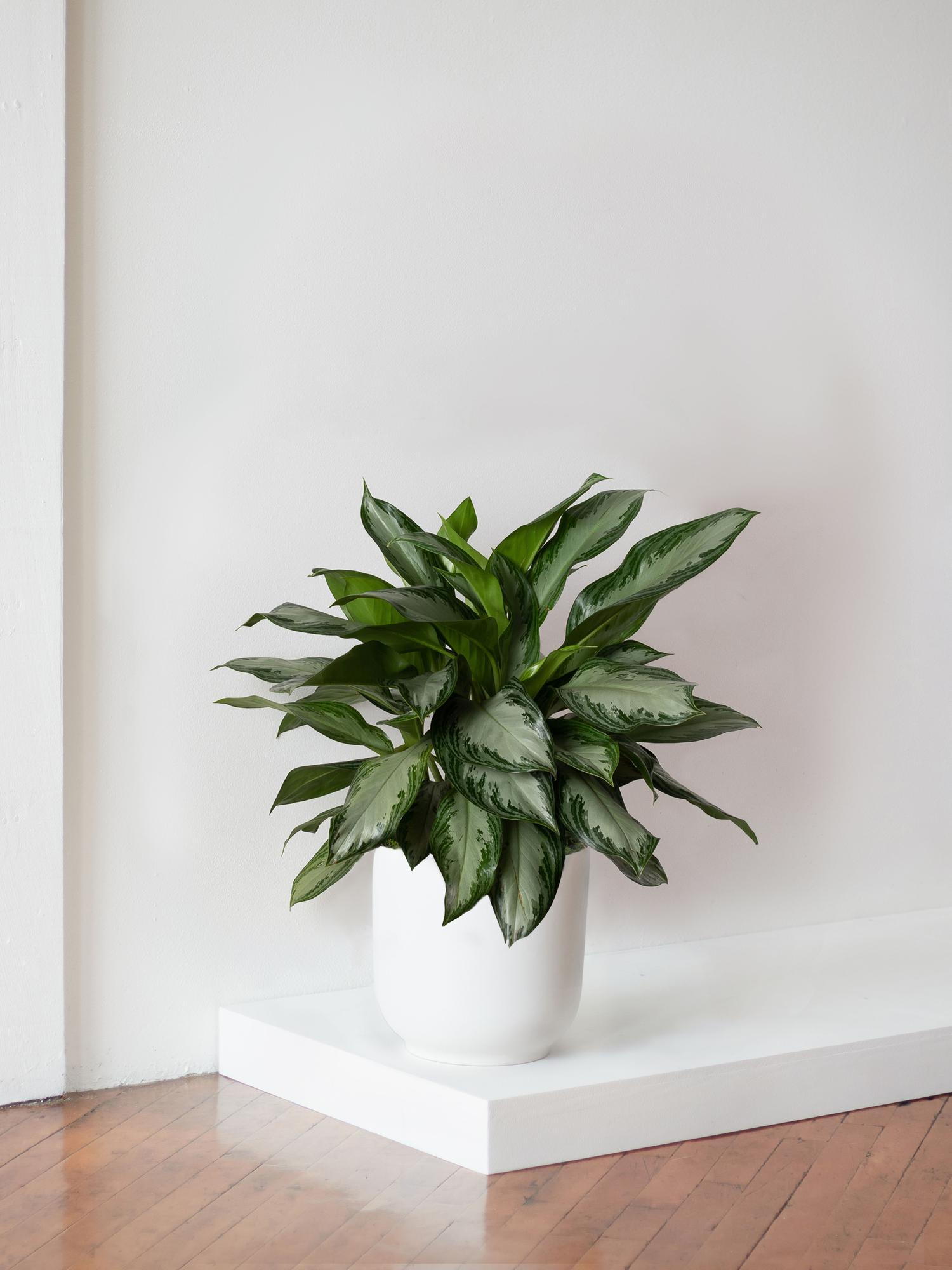 Silver Evergreen