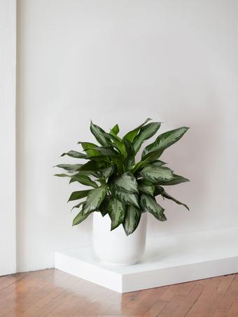 indoor plants picture