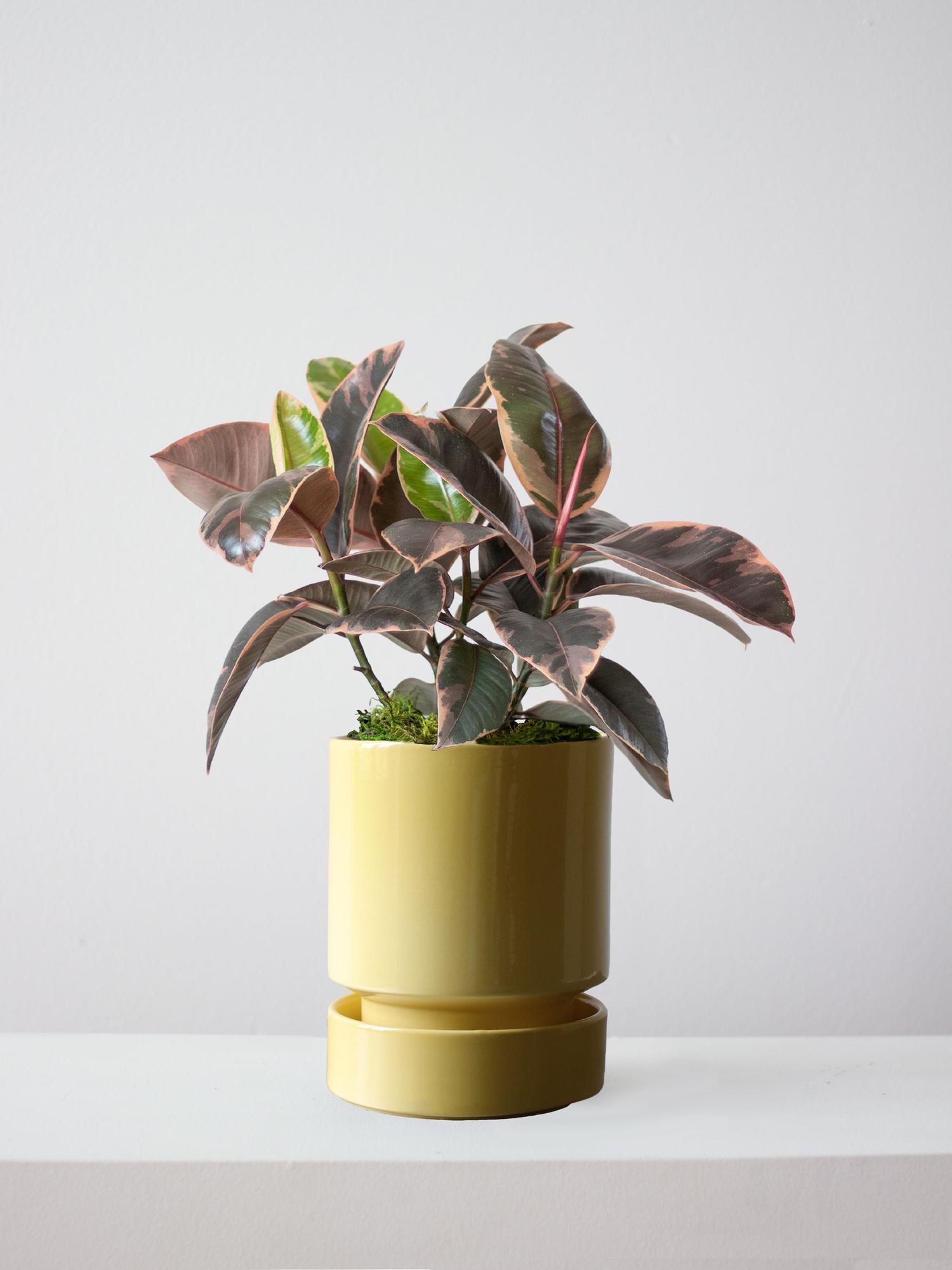 Ruby Rubber Plant