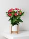 Anthurium - Roi de Coeur