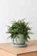 Boston Fern