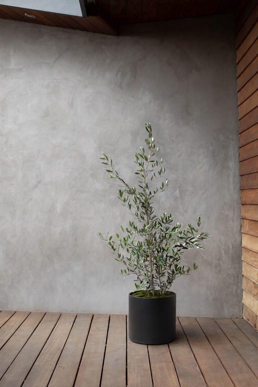 Olive Bush