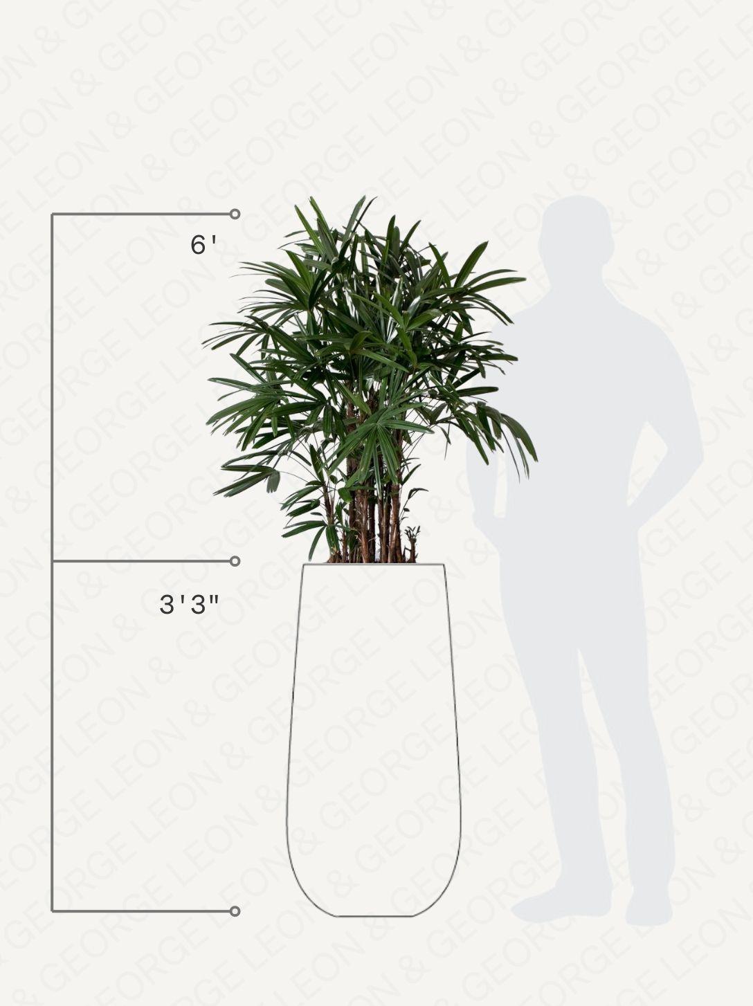 Lady Palm