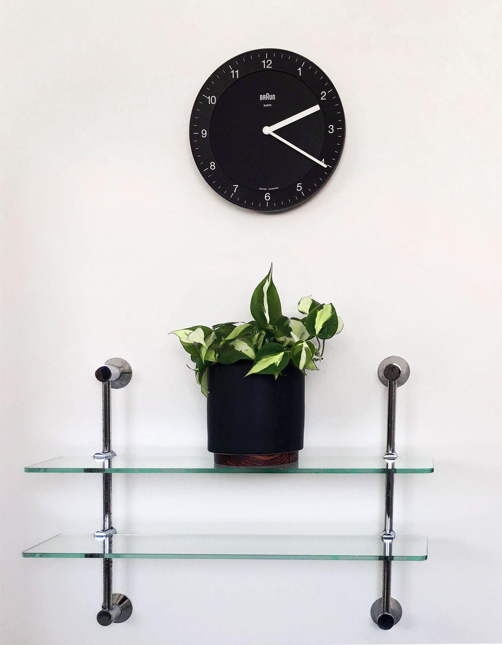 Philodendron Brasil