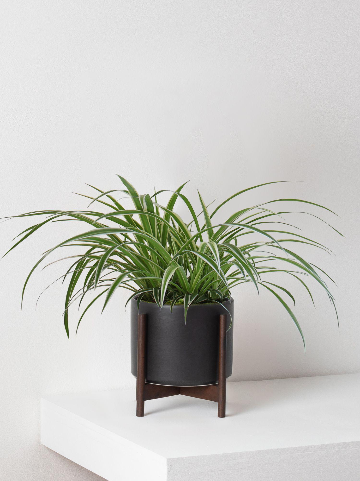 Spider Plant