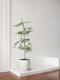 Black Olive Tree