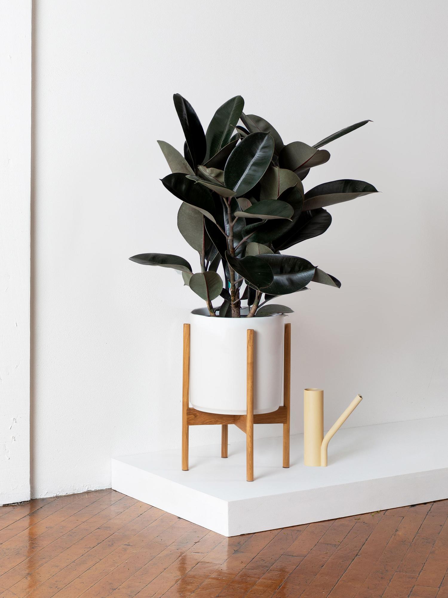 Rubber Tree
