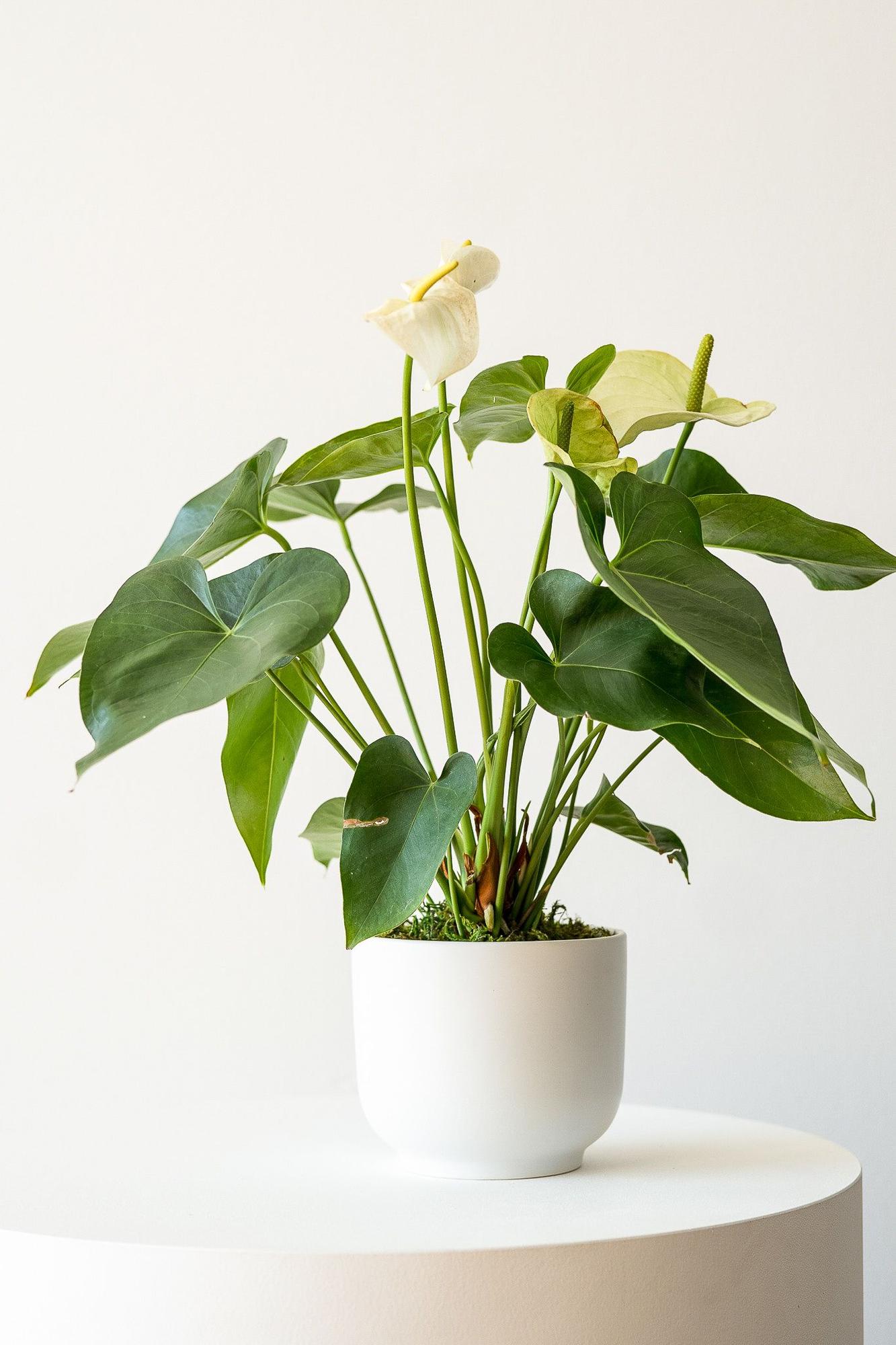 Anthurium - Queen of Spades