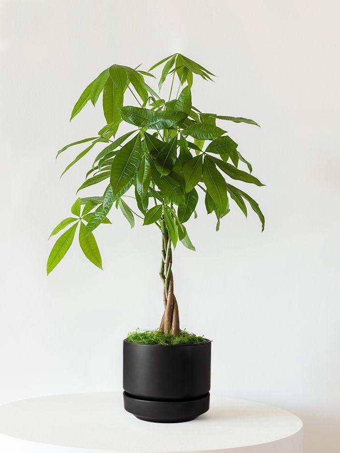 Braided Money Tree