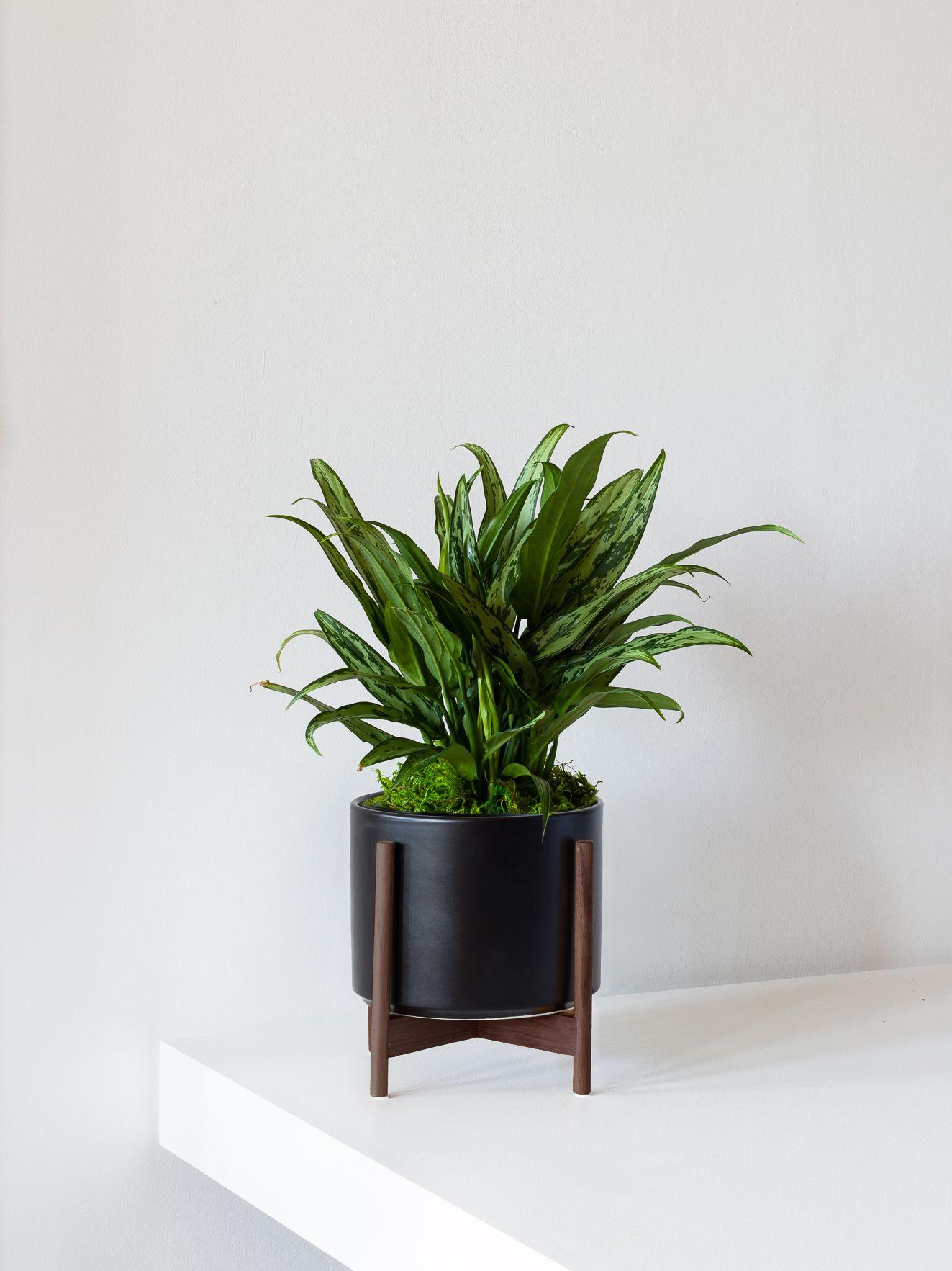 Tiger Evergreen - Black Mid-Century Ceramic + Dark Wood Stand 