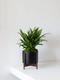 Tiger Evergreen